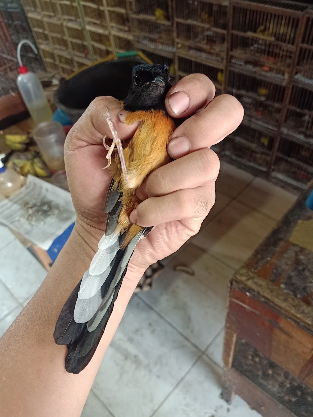 Aan tatto toko burung